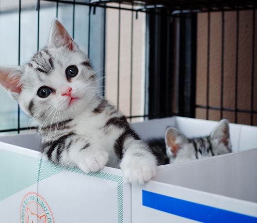 什么猫咪最好养而且又粘人,猫咪怎么养才听话粘人