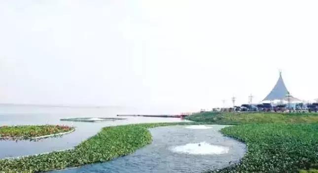 去沈阳哪里看荷花好玩一点,沈阳荷花旅游文化节时间