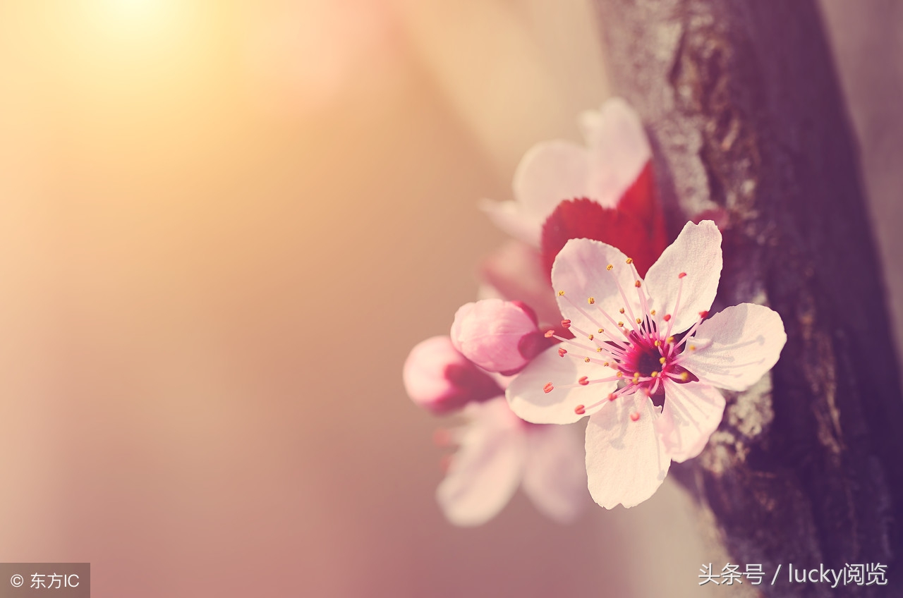 “这是我未婚夫！”“我的老婆还轮不到你们来指手画脚！”