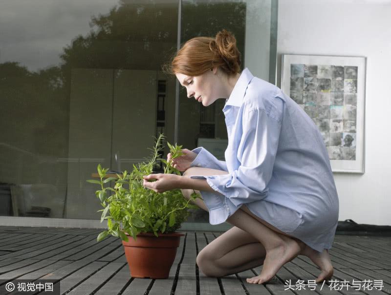 通风的环境对月季有什么好处,家里养花怎么才能做到通风好