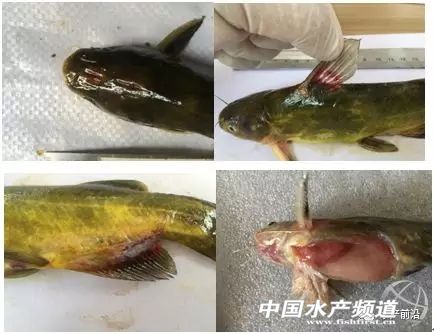 可以用于水产养殖的饲料,水产养殖功能性饲料