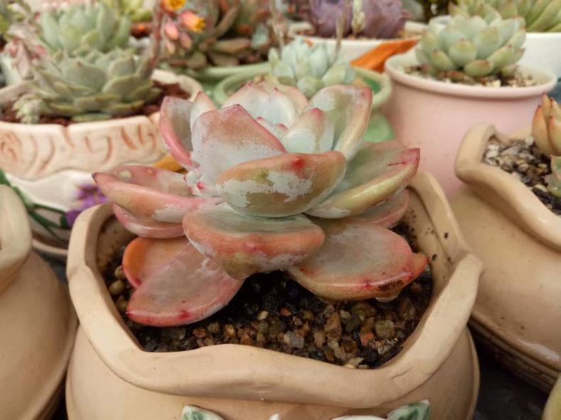 多肉叶子长白粉怎么办,多肉叶片起白粉怎么办