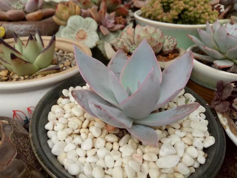 多肉叶子长白粉怎么办,多肉叶片起白粉怎么办