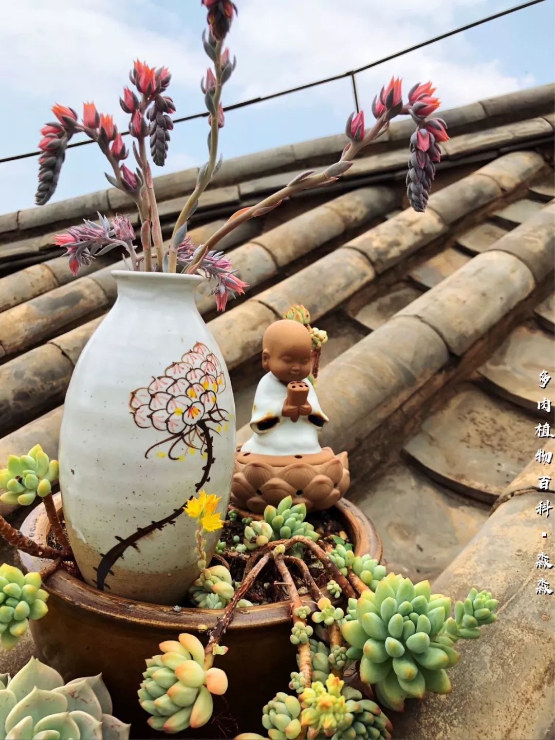 养多肉的佛系小生：愿做菩萨那朵莲！