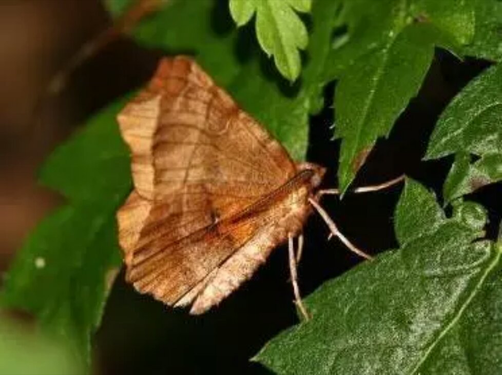 洋辣子最怕的克星,洋辣子辣到眼怎么办