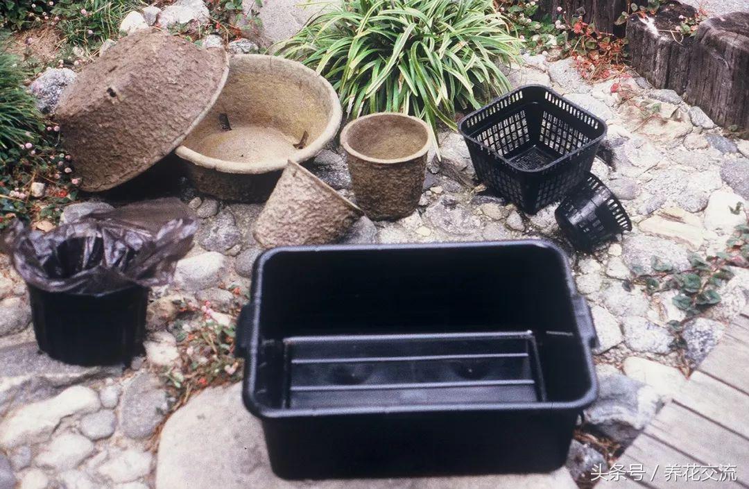 睡莲怎么养更容易开花,睡莲到底怎么养才能开花