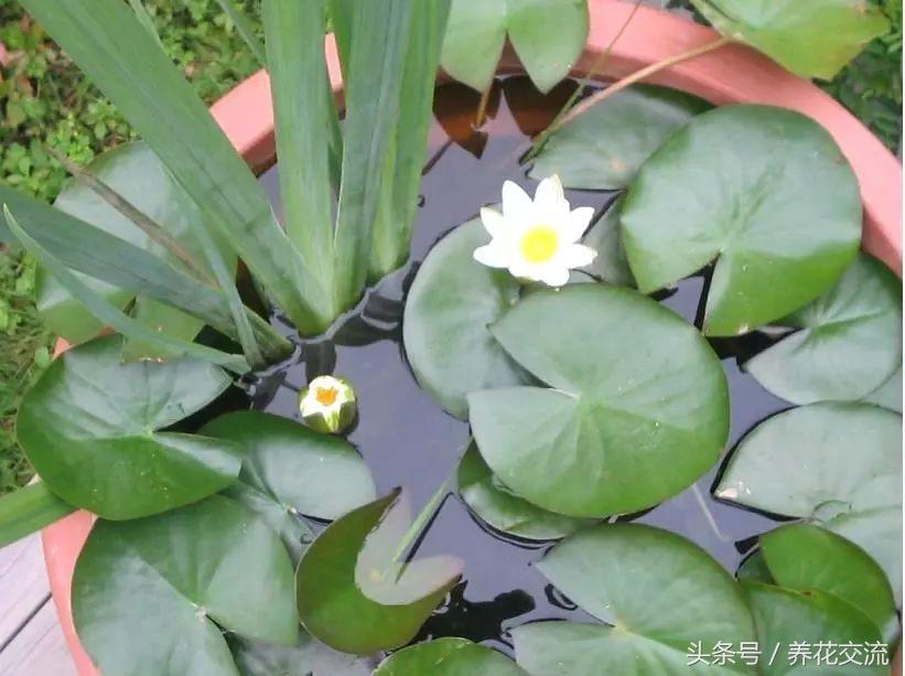 睡莲怎么养更容易开花,睡莲到底怎么养才能开花