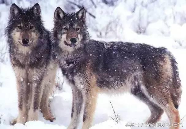 地球有史以来最大的食肉动物,地球历史上最强食肉动物
