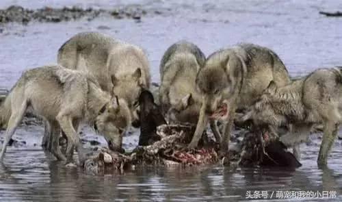 地球有史以来最大的食肉动物,地球历史上最强食肉动物