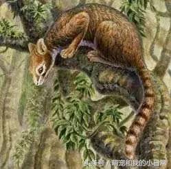 地球有史以来最大的食肉动物,地球历史上最强食肉动物