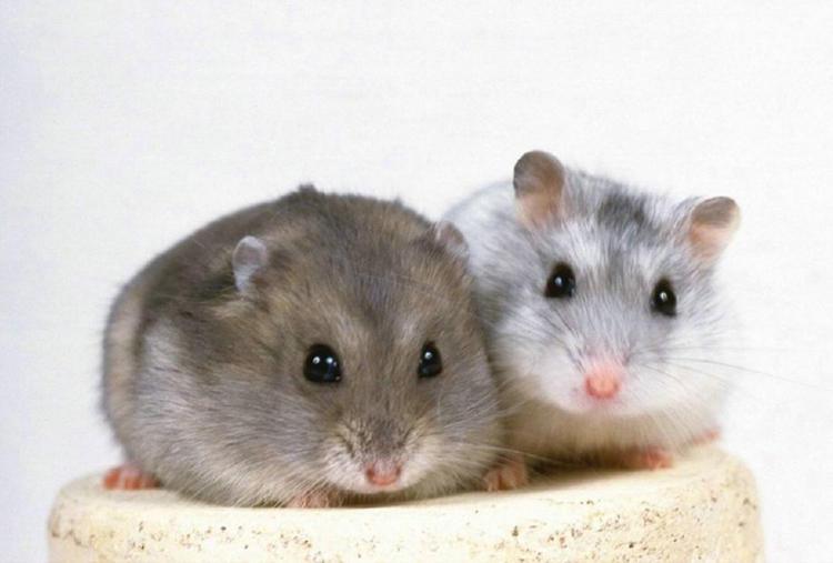 仓鼠拉稀了怎么办要停止吃什么,仓鼠拉稀和湿尾怎么治疗