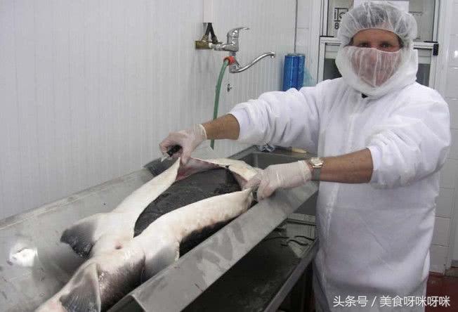 看看顶级鱼子酱是怎么生产出来的,鱼子酱的生产过程到底有多残忍