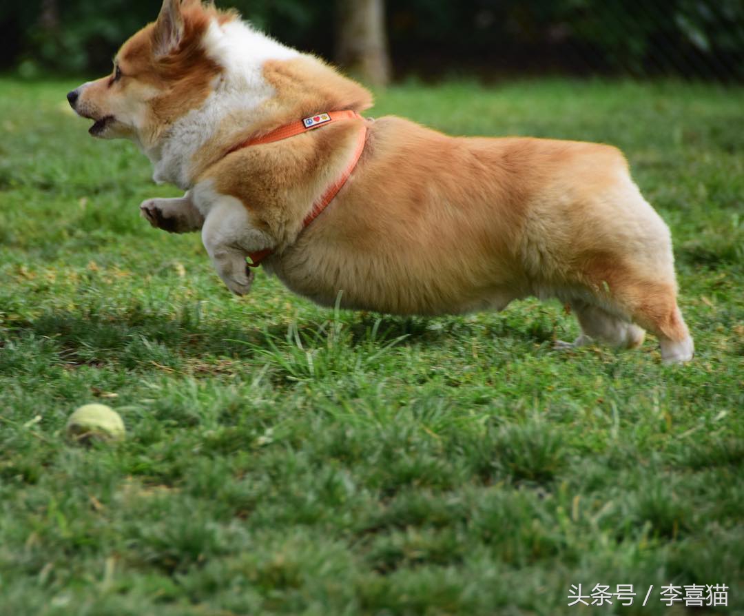 不要小瞧人家柯基的小短腿,柯基撞到了腿一瘸一拐还能跑