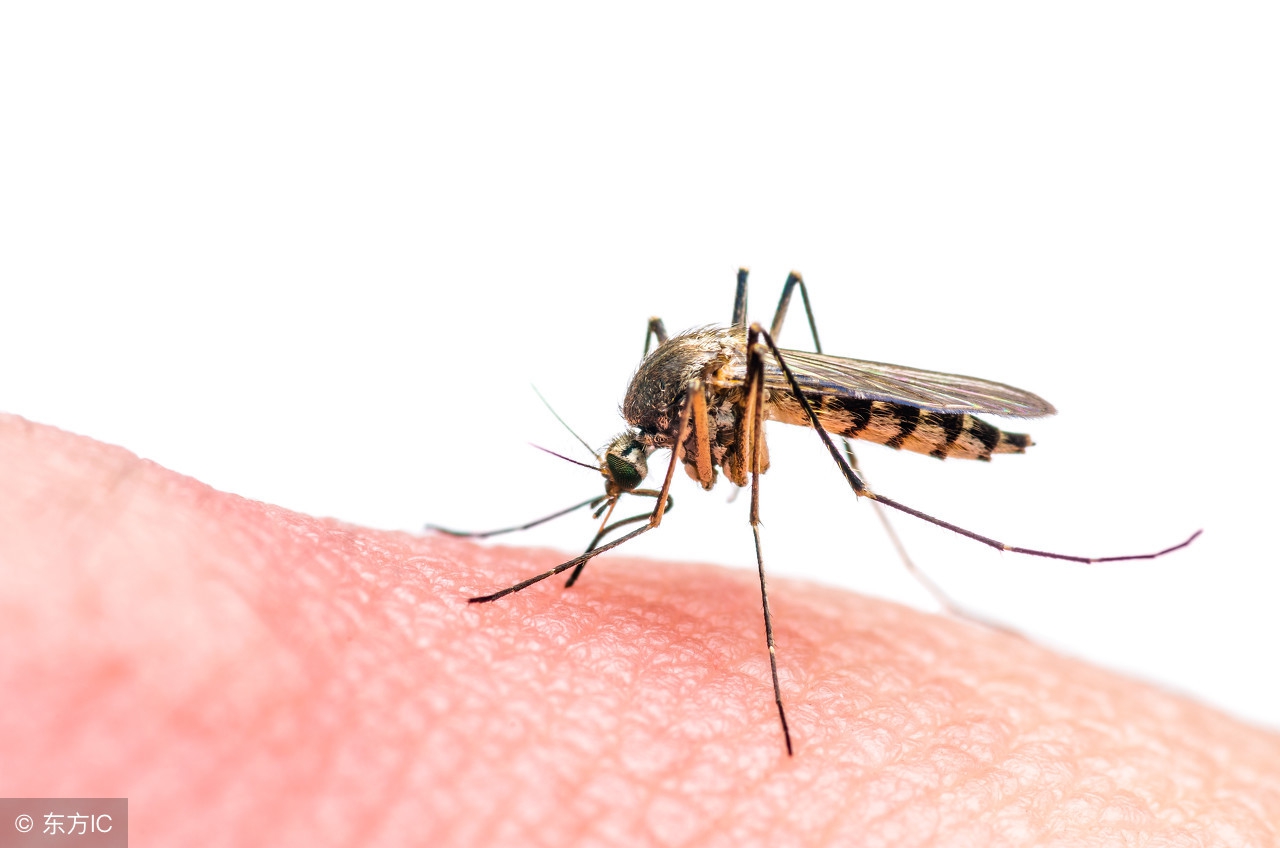 夏天宝宝被蚊虫咬了怎么处理,如何避免宝宝被毒蚊虫咬