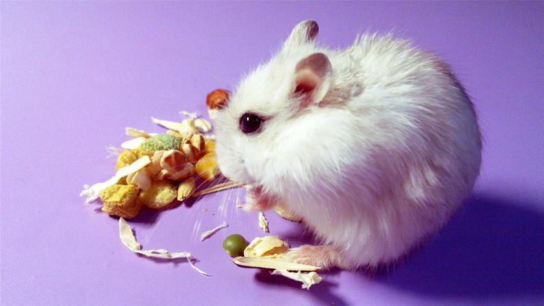 仓鼠怎么磨牙才正确,仓鼠磨牙用什么才好用