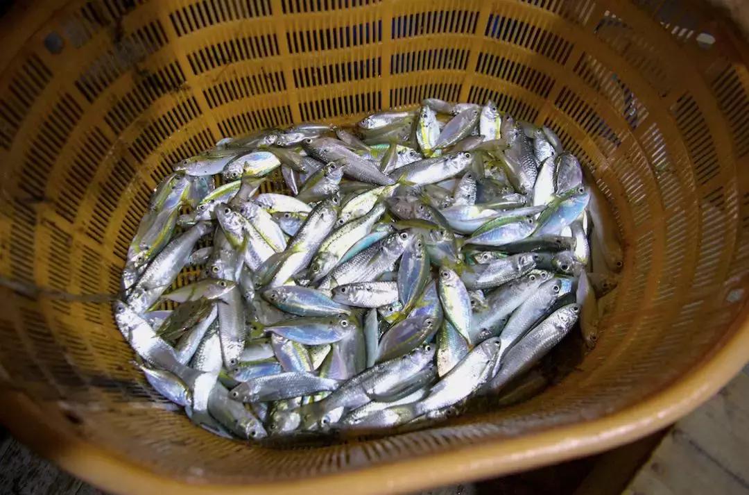 机票300+，海鲜100吃到撑，东山岛的神秘沙洲，每隔12小时会消失