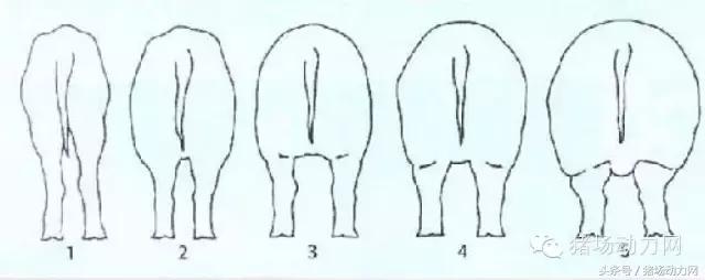 猪场分娩舍有哪些重点,猪场正常分娩接产的操作流程