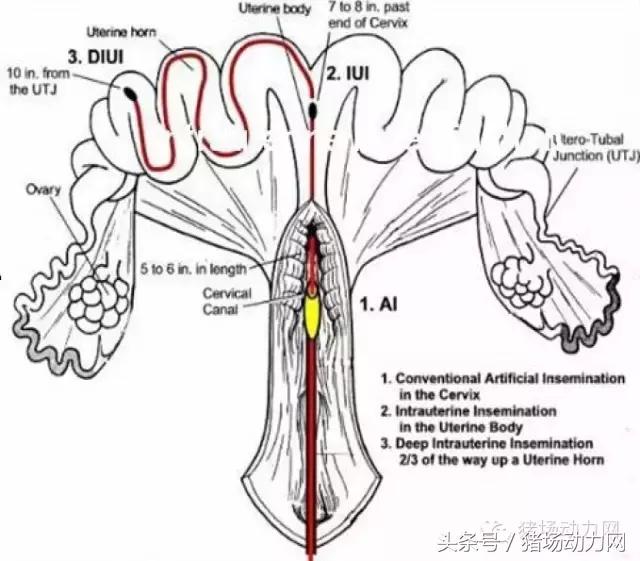 猪场分娩舍有哪些重点,猪场正常分娩接产的操作流程