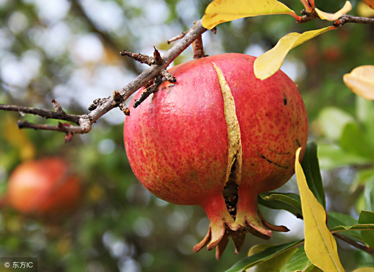 石榴树裂皮病怎么防治,石榴树怎样管理结的石榴果不裂开