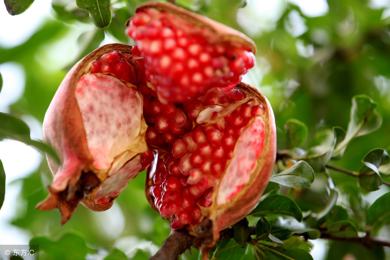 石榴防开裂什么时候用药好,石榴为什么会裂开怎么预防