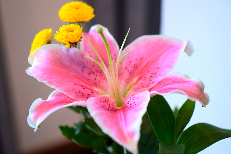 杭州西湖竹涧庭民宿踏春之旅,杭州民宿客栈里的美景攻略