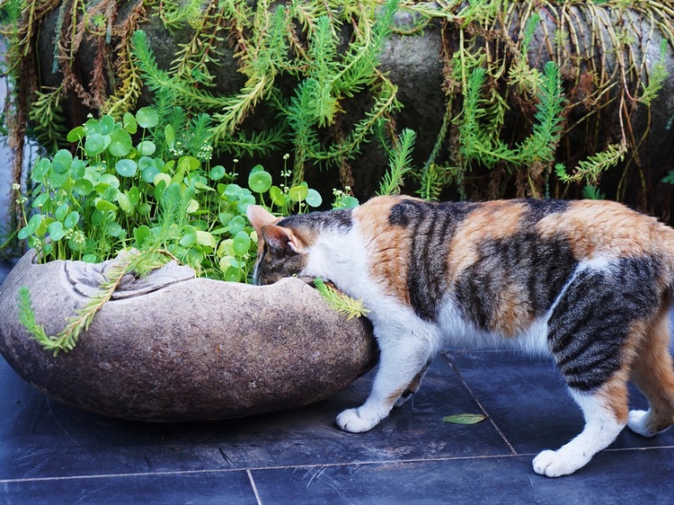 杭州西湖竹涧庭民宿踏春之旅,杭州民宿客栈里的美景攻略