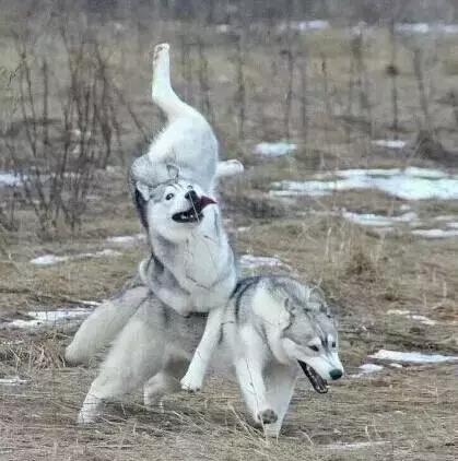 对付不牵绳的狗最好的办法,对付一条狗还用得着拔剑吗