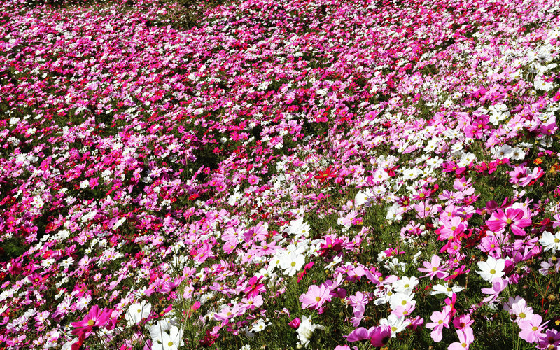 川藏线318租车费用大概多少钱,成都租车自驾318川藏线异地还车
