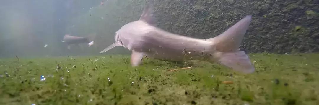 夏季鱼塘鱼都死了怎么办,下雨时鱼塘怎么管理鱼多