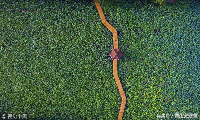 滕州微山湖红荷湿地摄影攻略,滕州微山湖湿地红荷宣传片