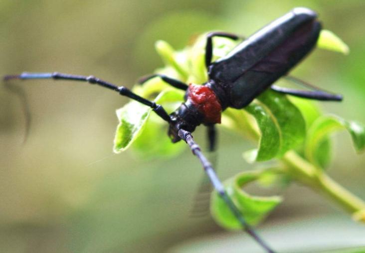 樱桃树的红颈天牛幼虫的防治方法,防治天牛树上涂什么