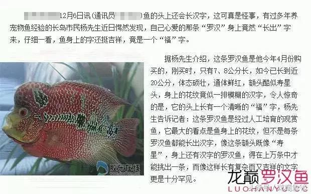 罗汉鱼有假的吗,红色罗汉鱼有什么寓意