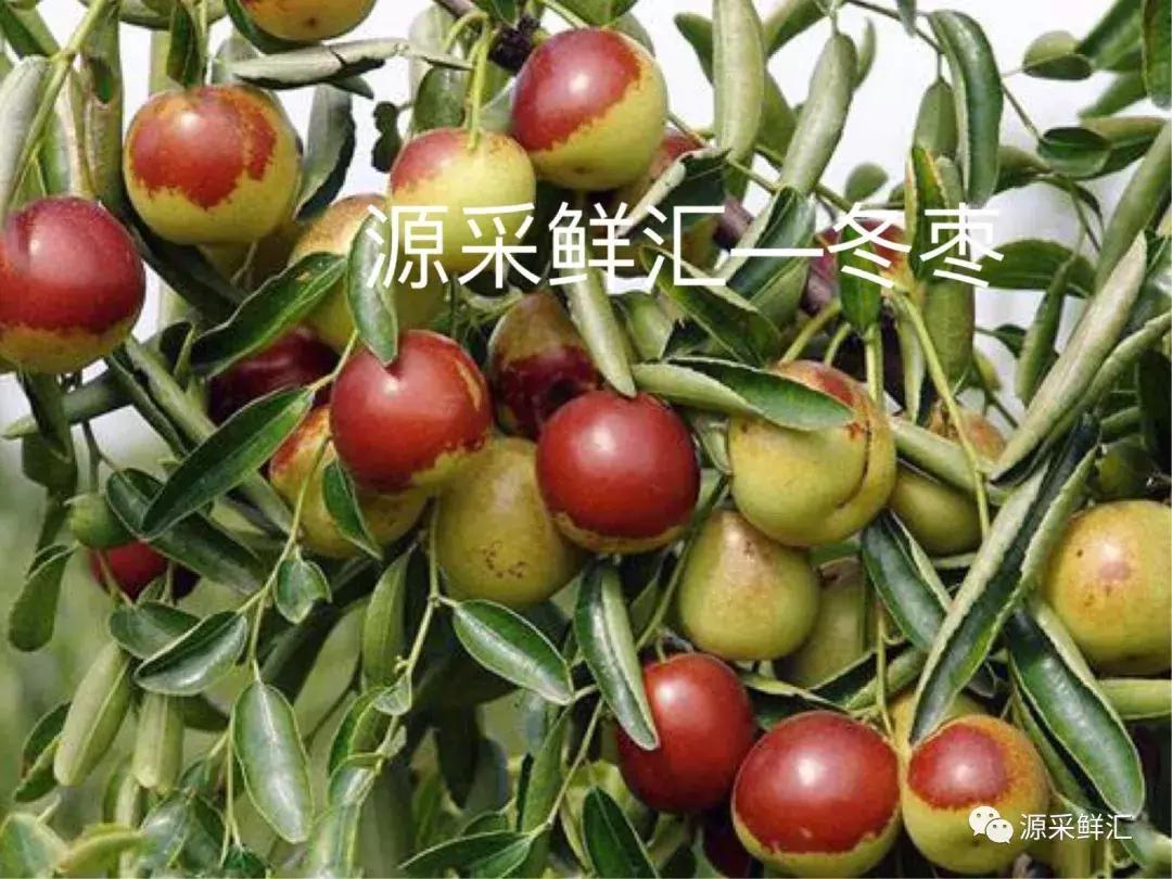 大荔冬枣知识大全,大荔冬枣功效作用