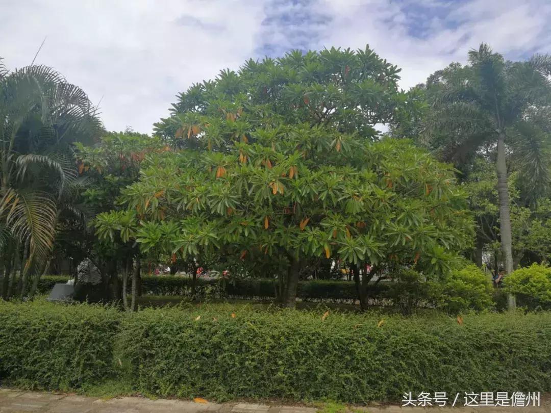 芒果有毒,芒果有毒的是什么品种