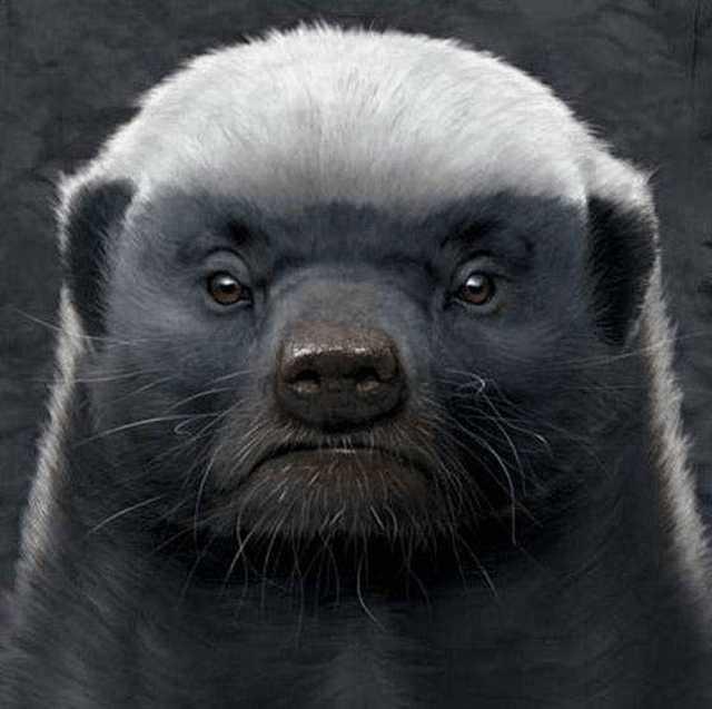 非洲平头哥勇猛无比，它的*亲近**在我国多达三种，一种是金刚狼原型