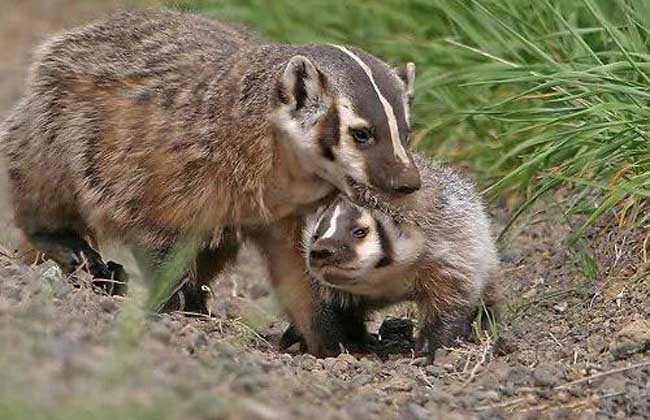 非洲蜜獾天不怕地不怕，我国这三种也不是吃素的，金刚狼原型是它