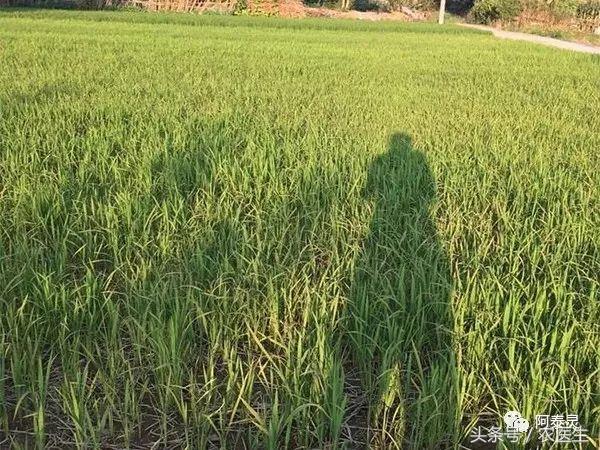 农民必备作物产生药害处理措施,农作物遇到的药害怎么解除