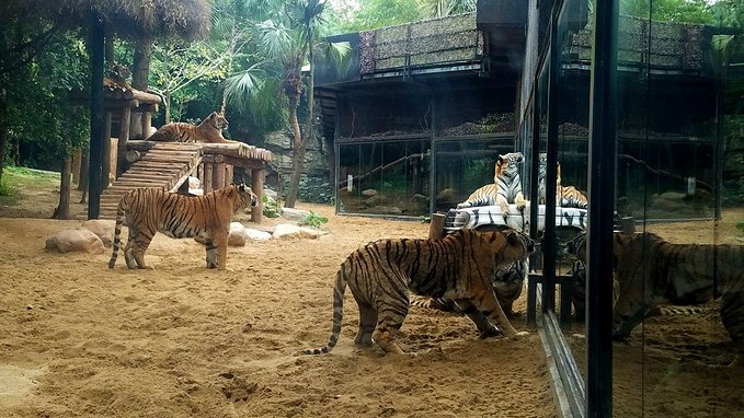 长隆广州野生动物园带娃游玩攻略,一大一小亲子游长隆野生动物园