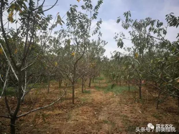 夏天高温对樱桃树的影响,高温对樱桃幼果期的影响