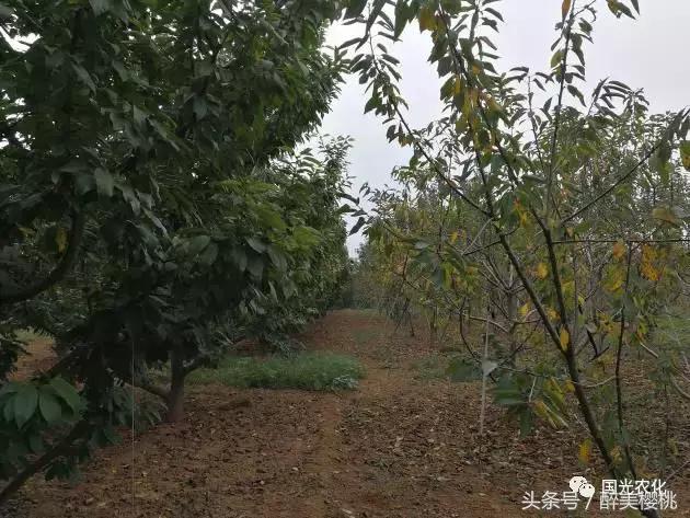 夏天高温对樱桃树的影响,高温对樱桃幼果期的影响