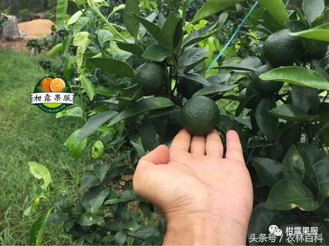 沃柑真假,真假沃柑