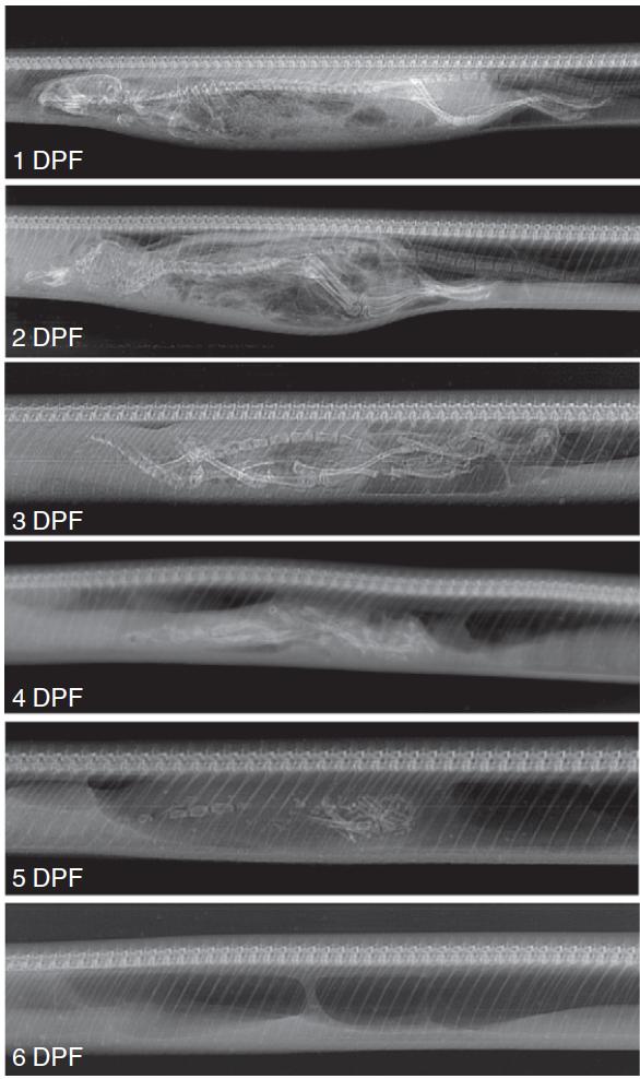节食饮食不规律危害,蟒蛇是怎样消化食物