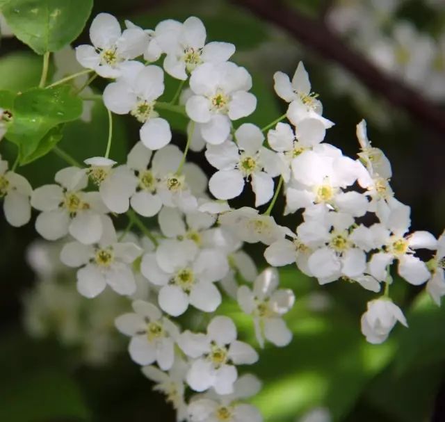 如何领略葡萄酒的魅力,如何品尝葡萄酒的果香