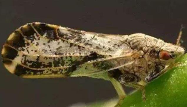 广西柑橘黄龙病在可控范围吗,柑橘黄龙病注射药物治疗方法