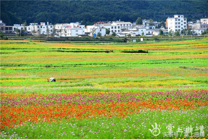 罗平七色花海,广东罗平七彩花田