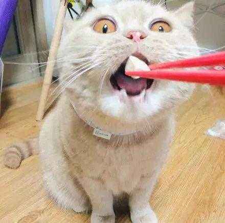 猫癣反反复复好不了怎么办,如何确定猫癣痊愈了