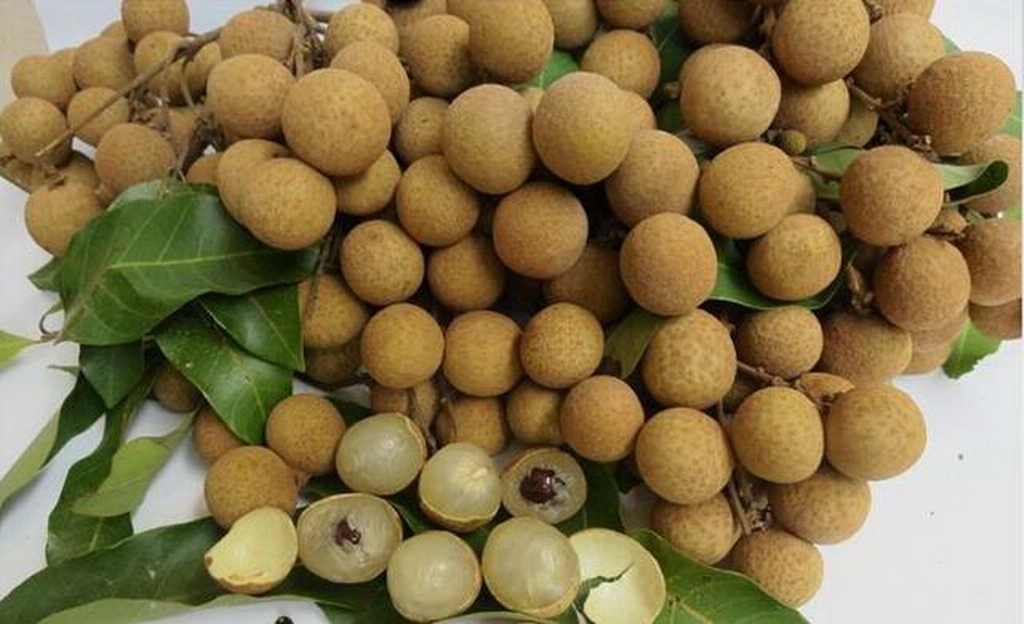 2018年广西荔枝滞销,广西龙眼滞销