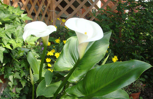 怎样能让马蹄莲花开得更大,马蹄莲花开后怎么处理