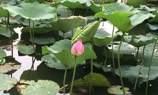 北京哪些公园对18岁以下免费,北京60岁以上老人免费公园明细