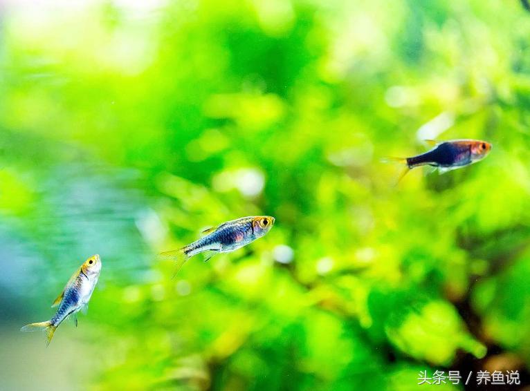 哪些观赏鱼适合混着养,家里养观赏鱼用什么鱼缸